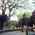 Satwa gajah di Kebun Binatang Surabaya (Ist)