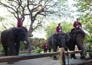 Satwa gajah di Kebun Binatang Surabaya (Ist)