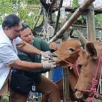 Pemeriksaan hewan kurban di salah satu lapak pedagang di kawasan Ketintang, Gayungan, Surabaya.