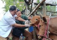 Pemeriksaan hewan kurban di salah satu lapak pedagang di kawasan Ketintang, Gayungan, Surabaya.