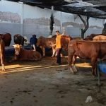 Hewan kurban Perumda Air Minum Surya Sembada Kota Surabaya (dok. Humas PAM Surya Sembada)
