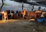 Hewan kurban Perumda Air Minum Surya Sembada Kota Surabaya (dok. Humas PAM Surya Sembada)