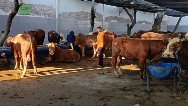 Hewan kurban Perumda Air Minum Surya Sembada Kota Surabaya (dok. Humas PAM Surya Sembada)