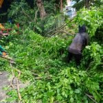 Perantingan pohon Satgas Dinas Lingkungan Hidup (DLH) Surabaya (Ist)
