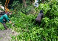 Perantingan pohon Satgas Dinas Lingkungan Hidup (DLH) Surabaya (Ist)